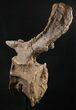 Beautiful Diplodocus Caudal Vertebra - Dana Quarry #10145-5